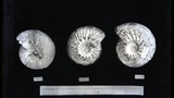 Speeton Ammonites, Speeton