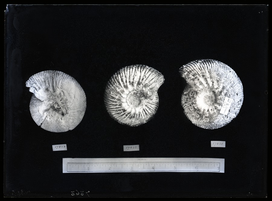 Speeton Ammonites, Speeton 