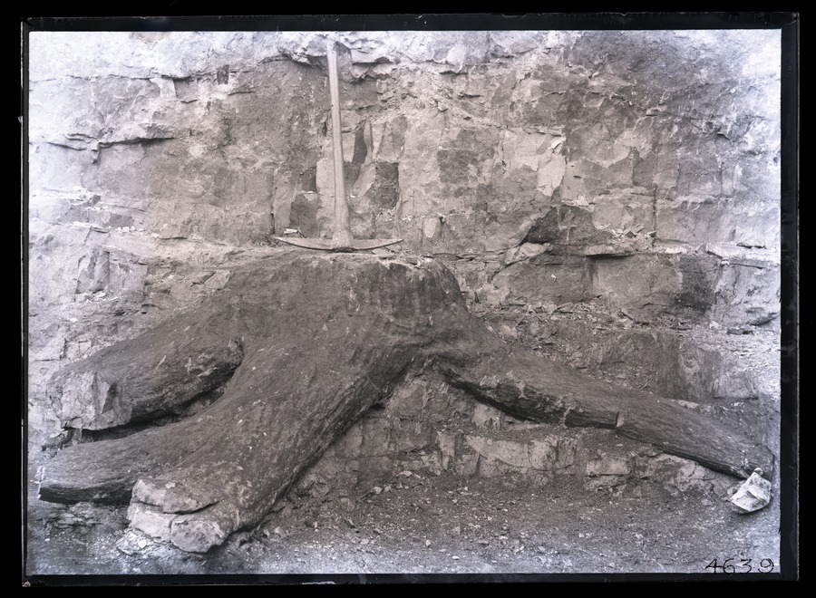 Fossil Root, Rowleys Quarry, Meanwood 