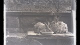 Rabbits