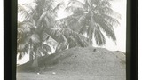 Belize [city], B. [British] Honduras, Palms