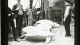 Turtle from Port Limon (Costa Rica) to Panama on R.M.S Avon