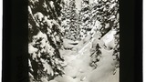 Arosa