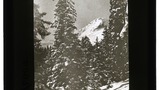 Arosa