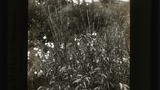 Lundie, blue bells & broom