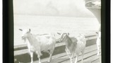 New Orleans, USA, Goats on wharf