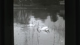 Windermere, swans